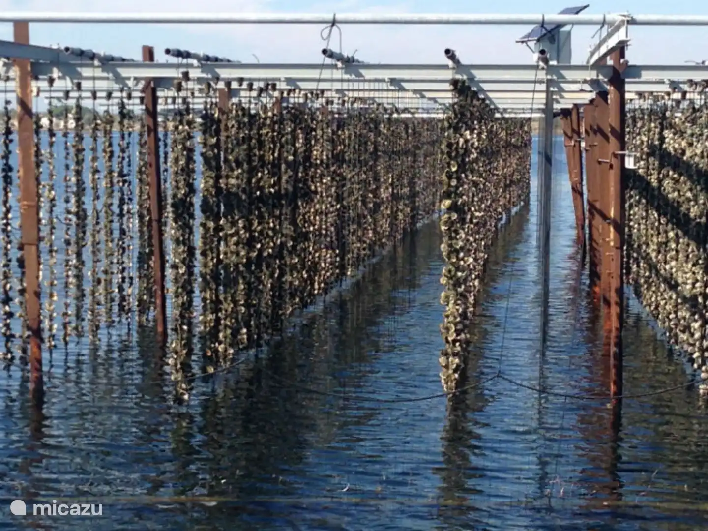 Der Etang de Thau ist für seine Austernfarmen bekannt