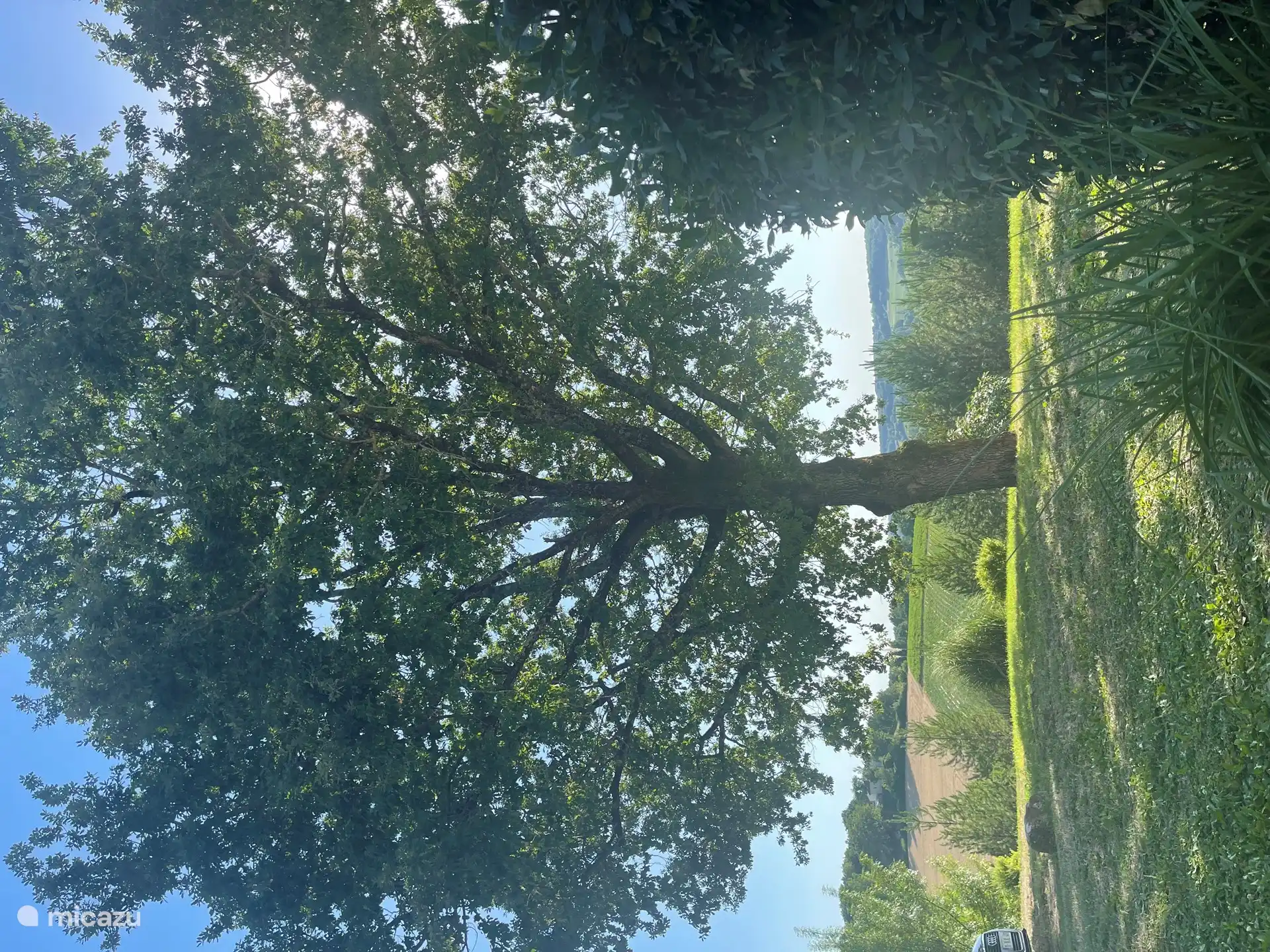 Unsere jahrhundertealte Eiche