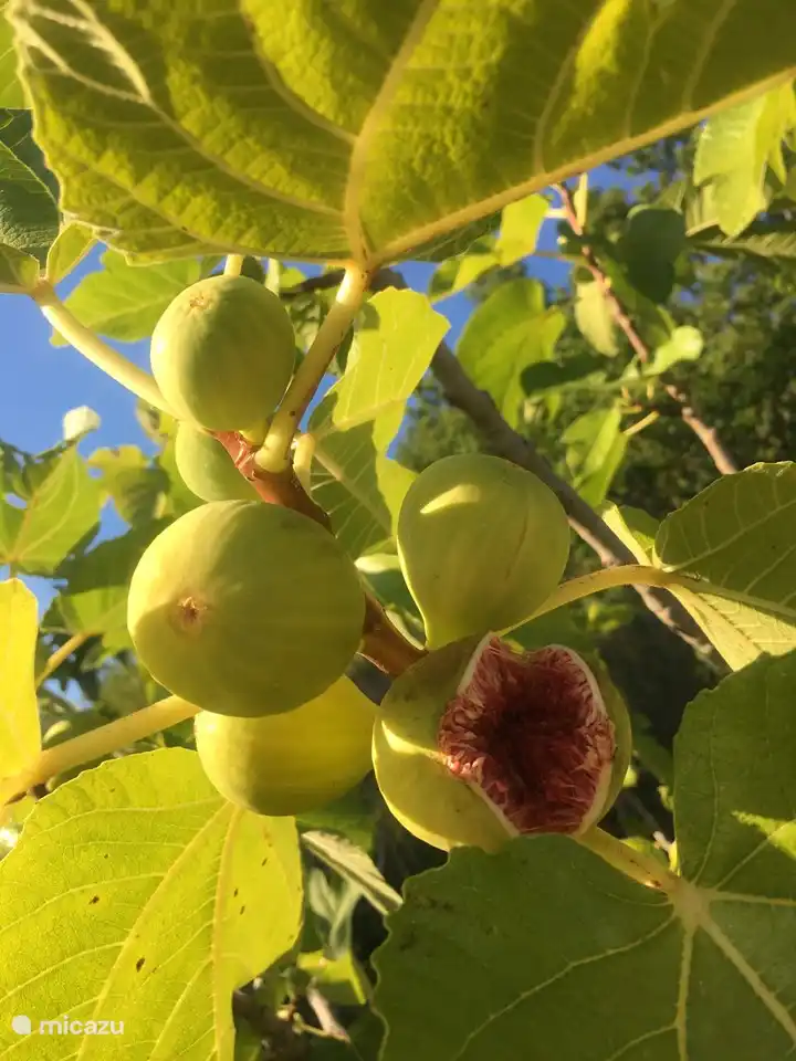 Feigen aus dem Garten