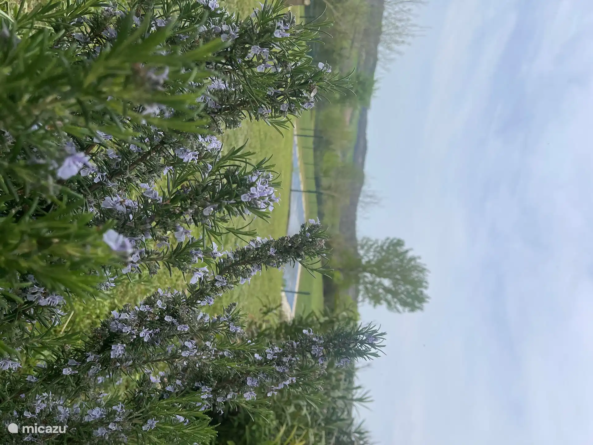 Rosmarin in der Blüte 