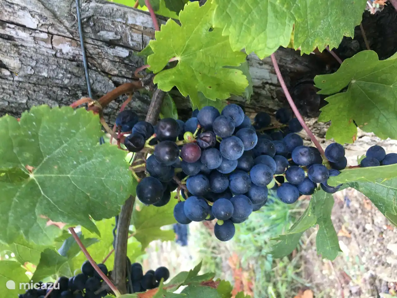 Trauben von unserem Nachbarn, dem Winzer