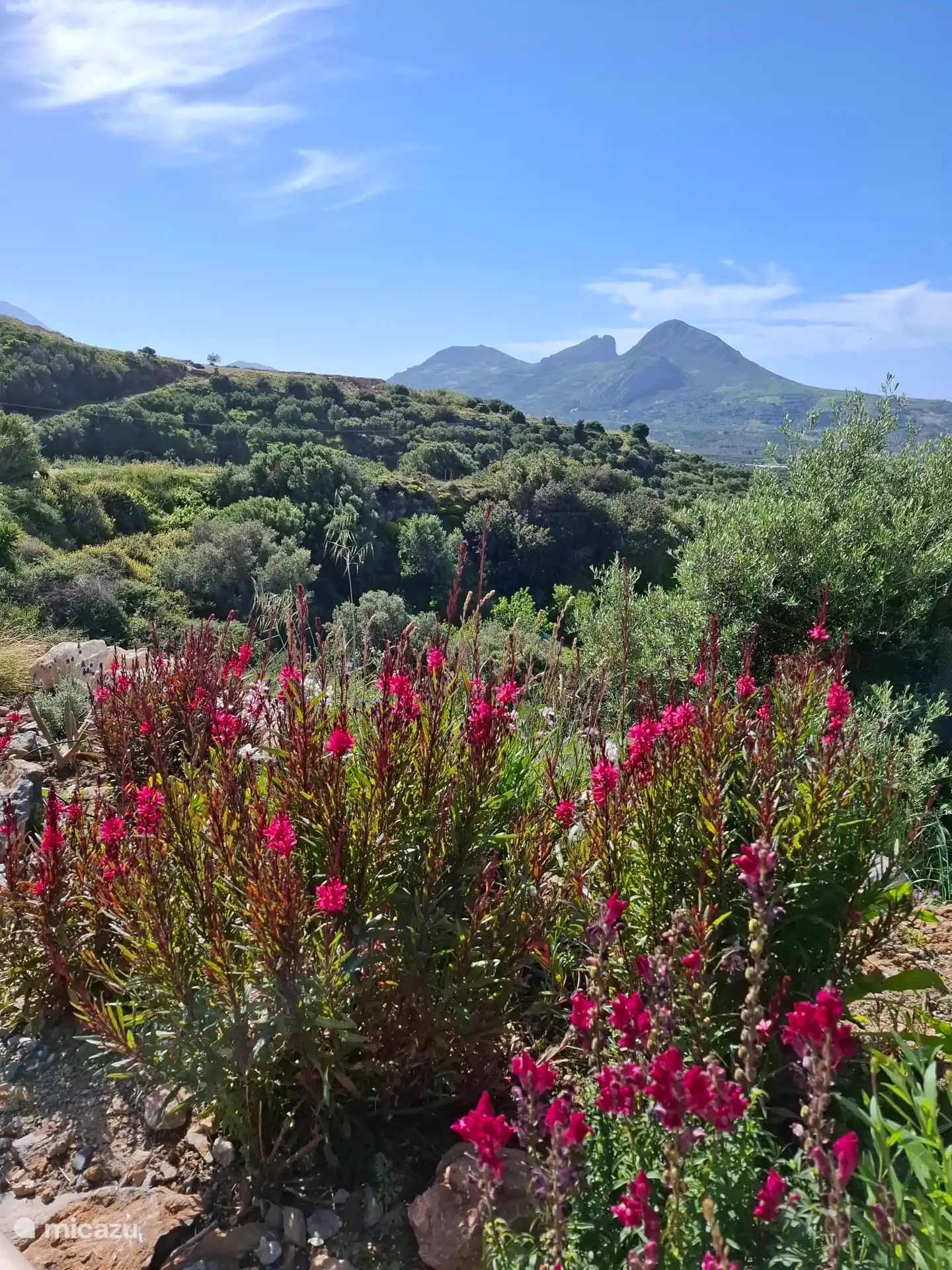 Ein Garten voller Blumen