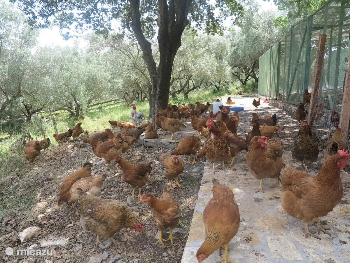 Chicken coop area near the villa