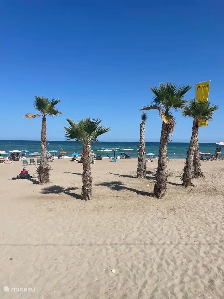 Palmiers sur la plage d'El Campello