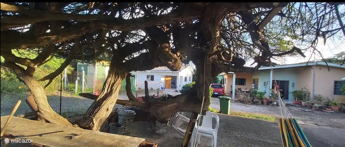 vista desde debajo del árbol