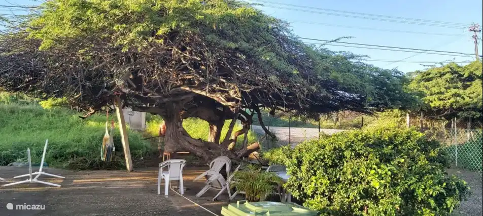 más de 100 años de árbol