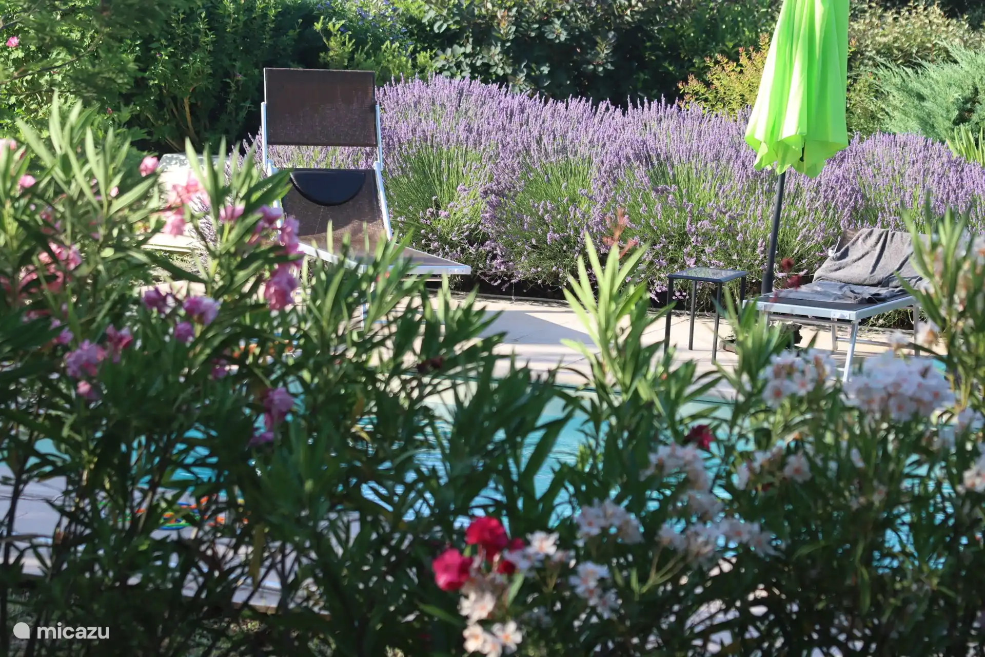 heerlijke lavendel langs het zwembadterras 