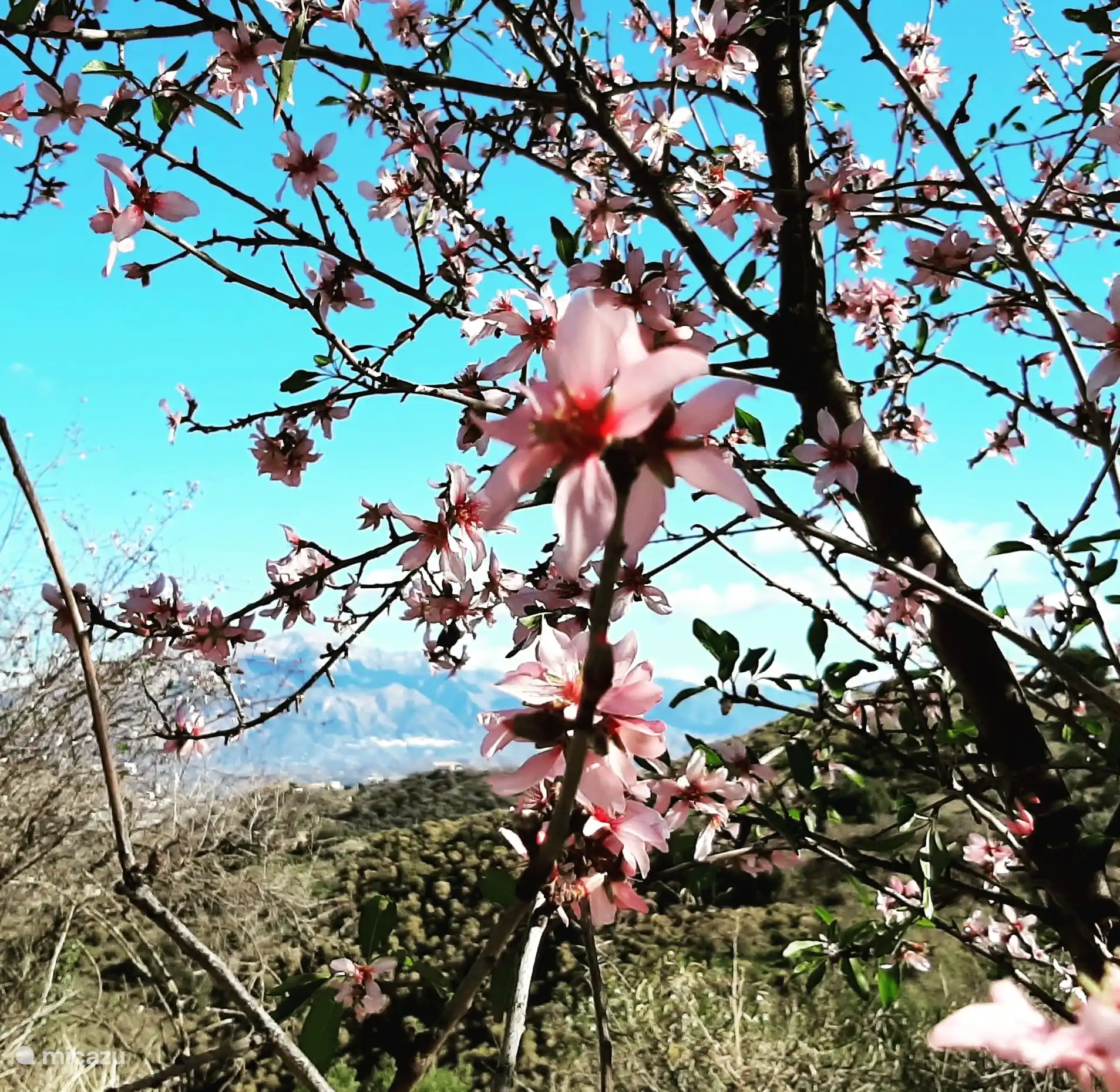 amandelbomen in bloei vanaf januari
