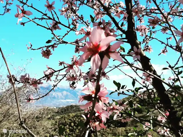 Casa Almendra Málaga | Espagne, Andalousie, El Borge - maison de vacances Amandiers en fleurs à partir de janvier