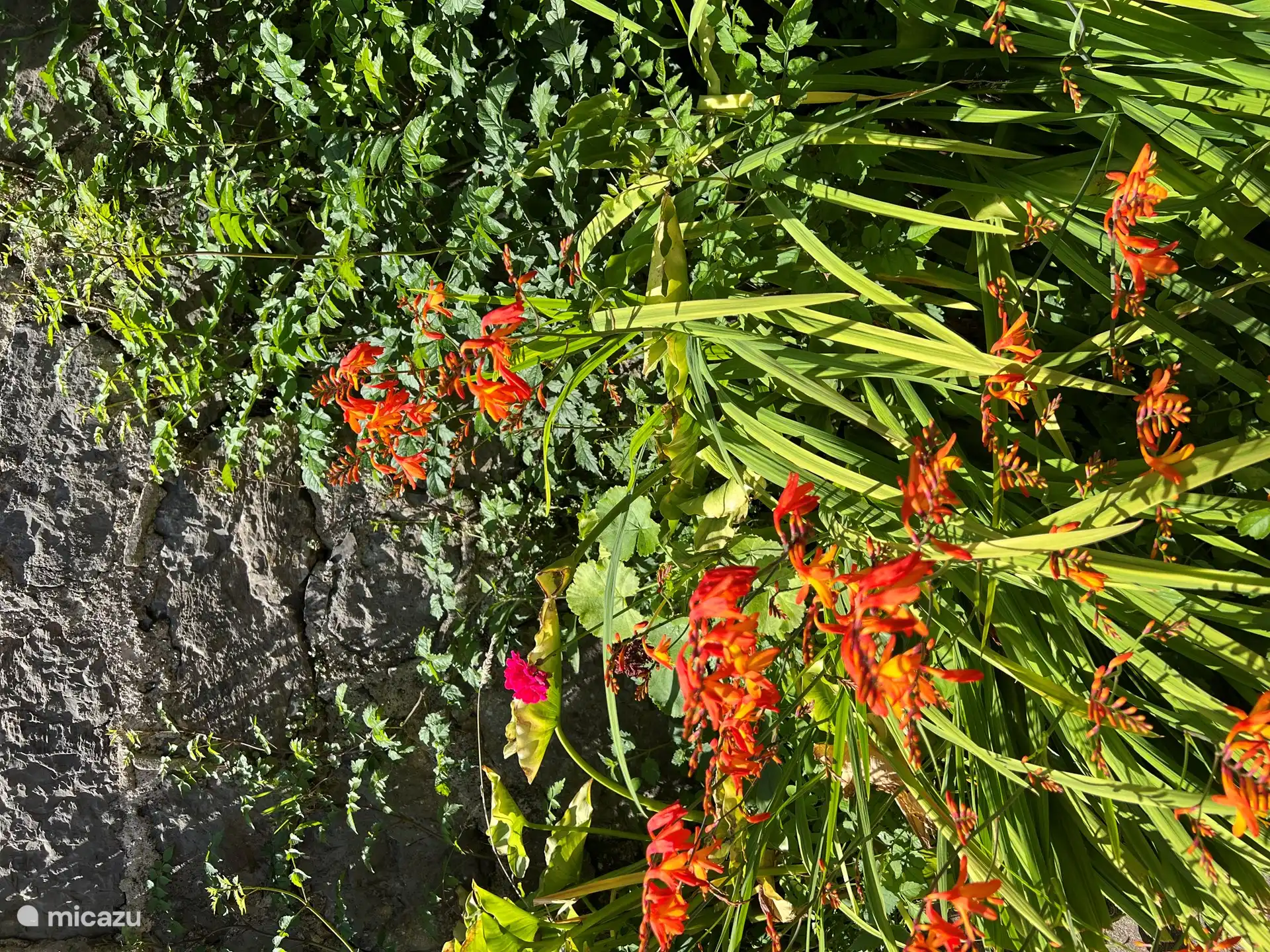 Détail des fleurs de la fermeture de la maison