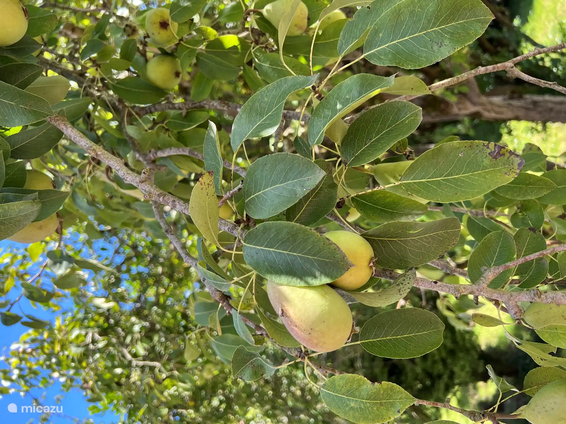 Poiriers de jardin disponibles à la consommation