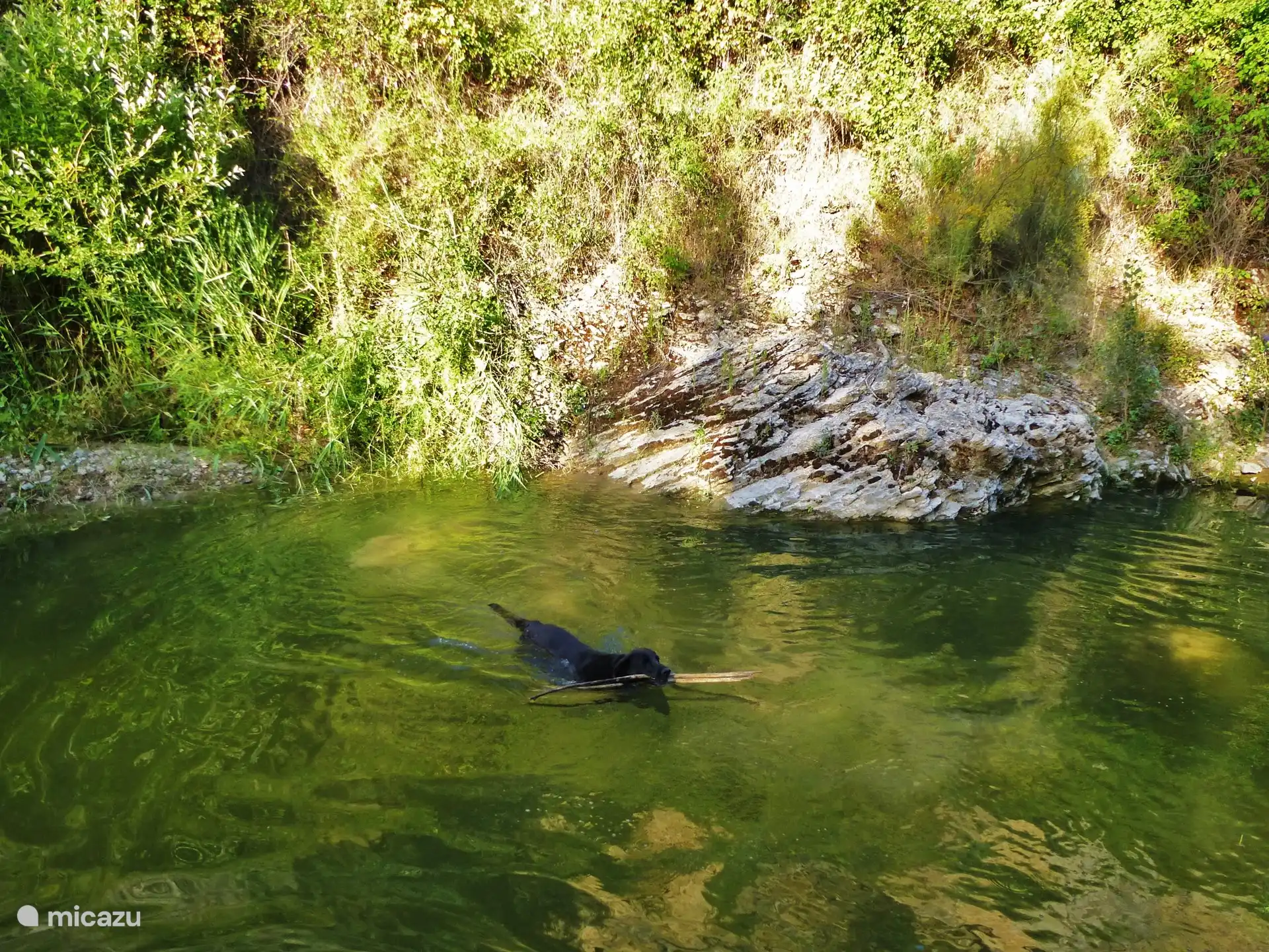Dogs also enjoy La Molina... and the river