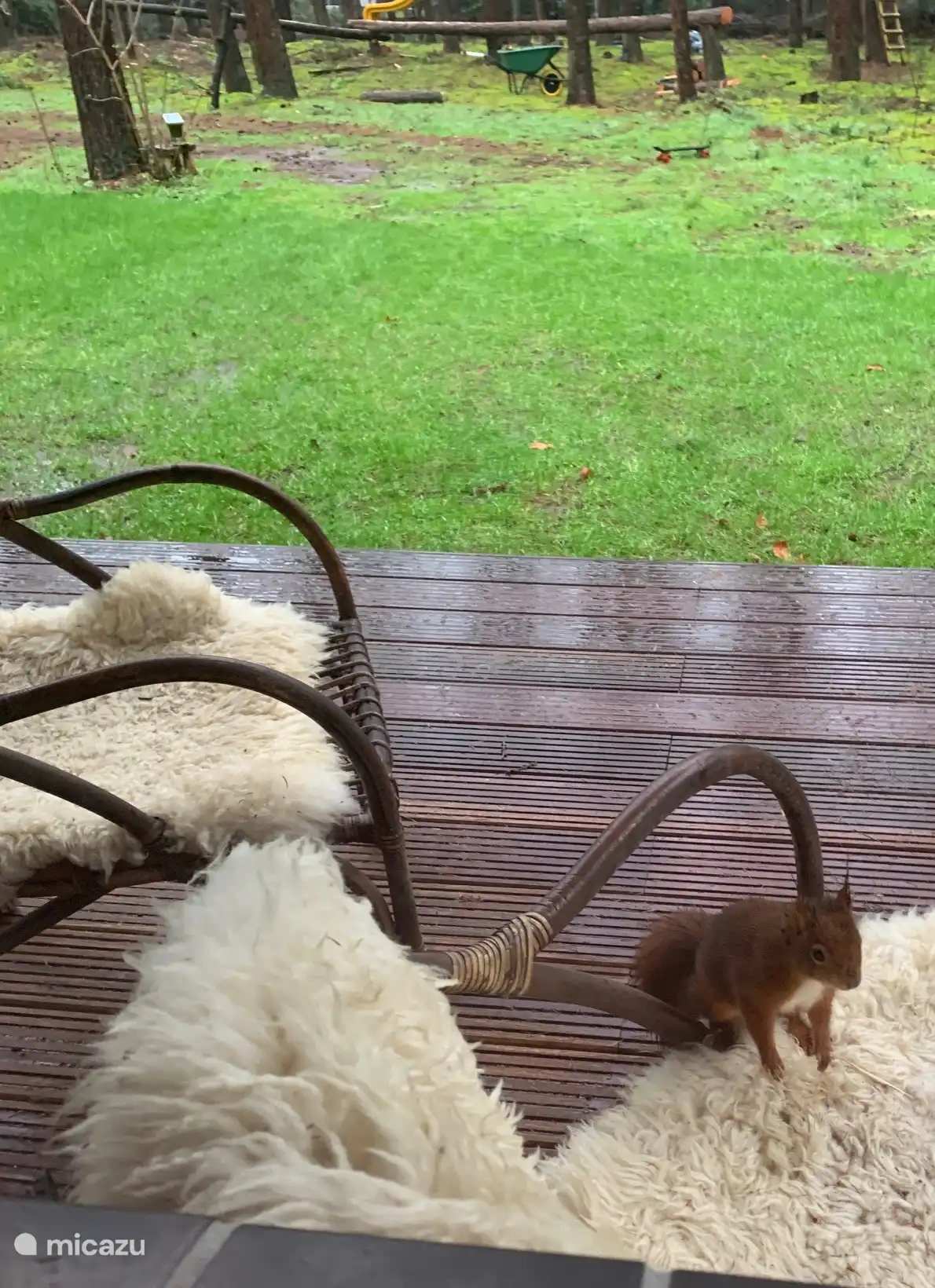 Verpassen Sie nicht die Menge an Vögeln und Eichhörnchen und manchmal auch einen Igel oder ein Reh 