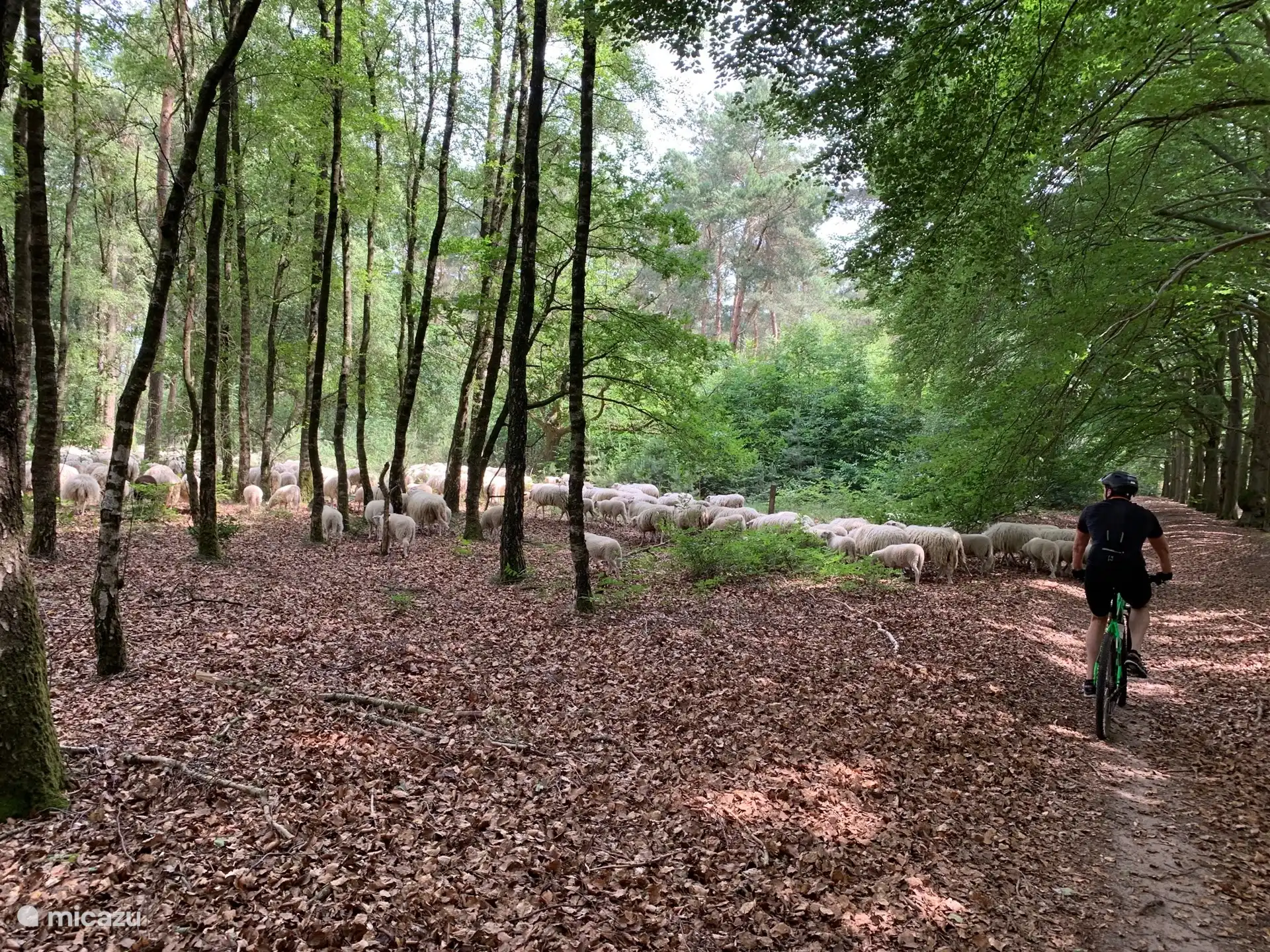 Tolle Mountainbike-Touren auf den angrenzenden Lemelerberg mit teilweise einer Schafherde auf der Strecke