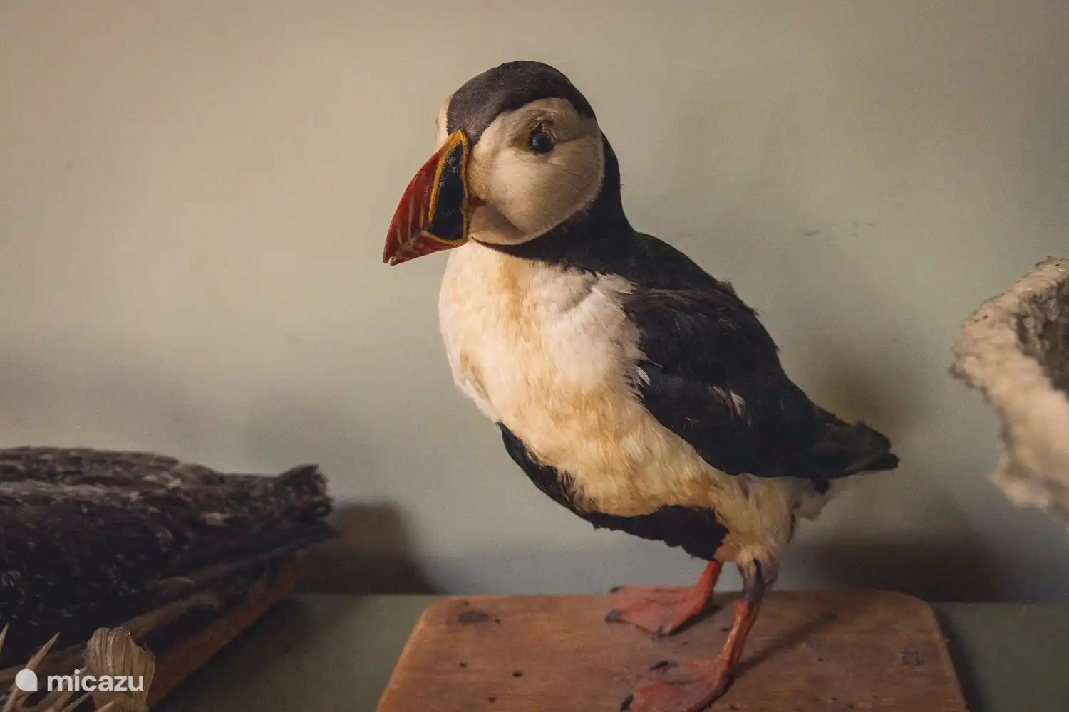 Nicht nur draußen gibt es Vögel