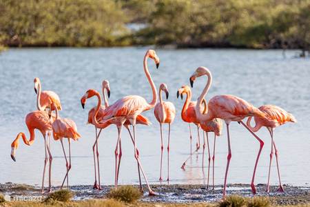 Flamingos Lac Cai