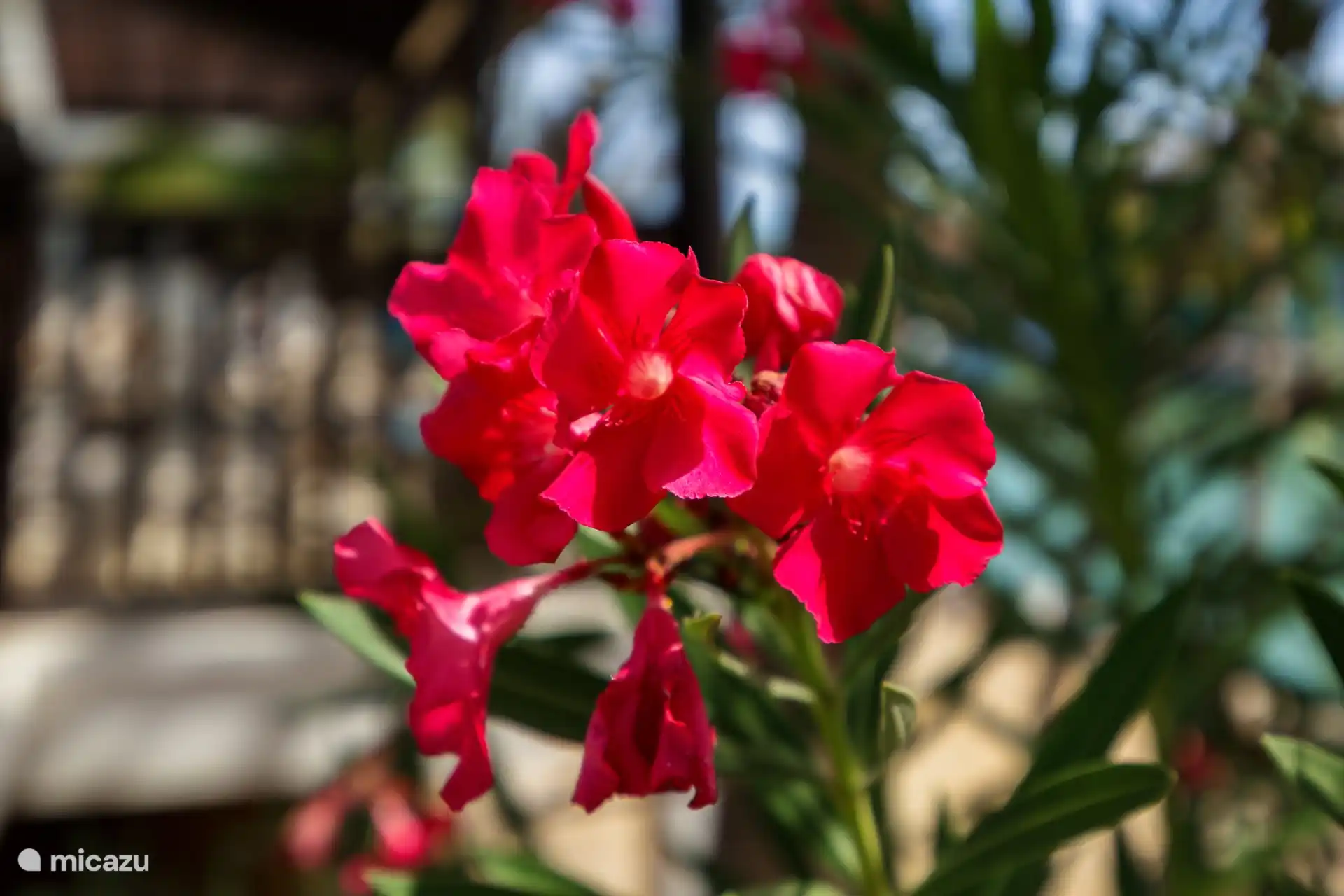La villa est située dans un petit complexe fermé avec une belle végétation tropicale.