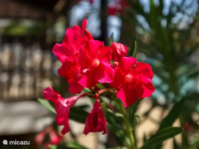 villa huren in Bonaire, Bonaire, Kralendijk – Blou Bonaire Waterlands Village De villa bevindt zich op een kleinschalig, omheind resort met prachtige tropische begroeiing.