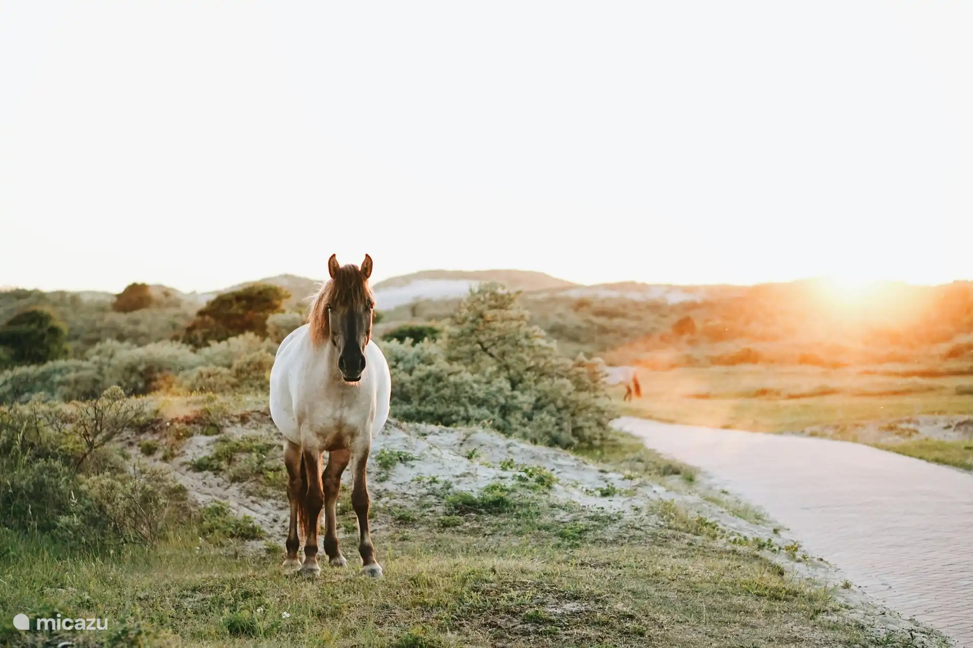 de duinen van Egmond