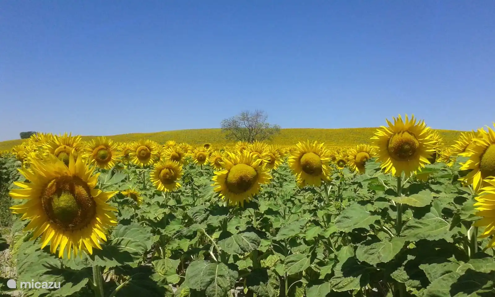 and when you leave the country, a sea of sunflowers awaits you in July and August