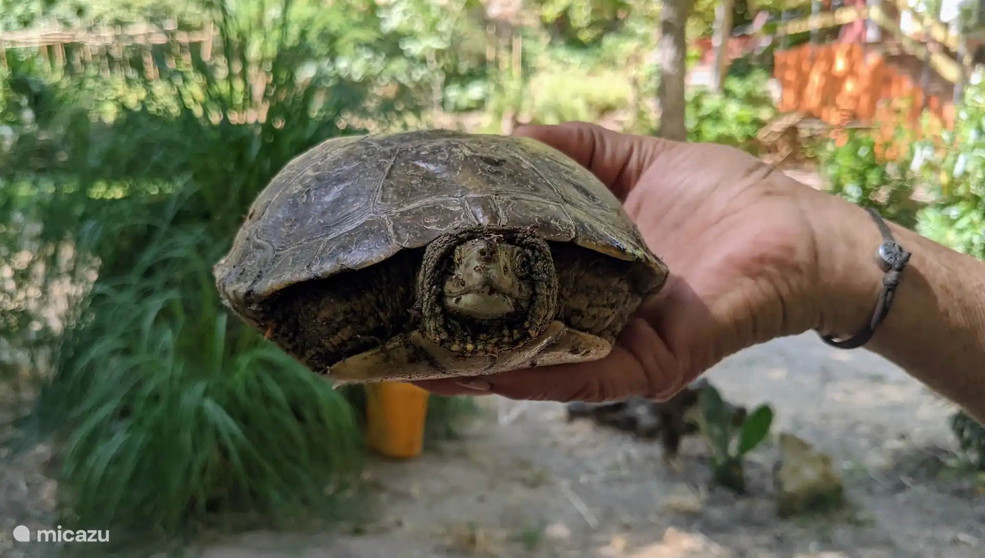 our river is also home to many turtles