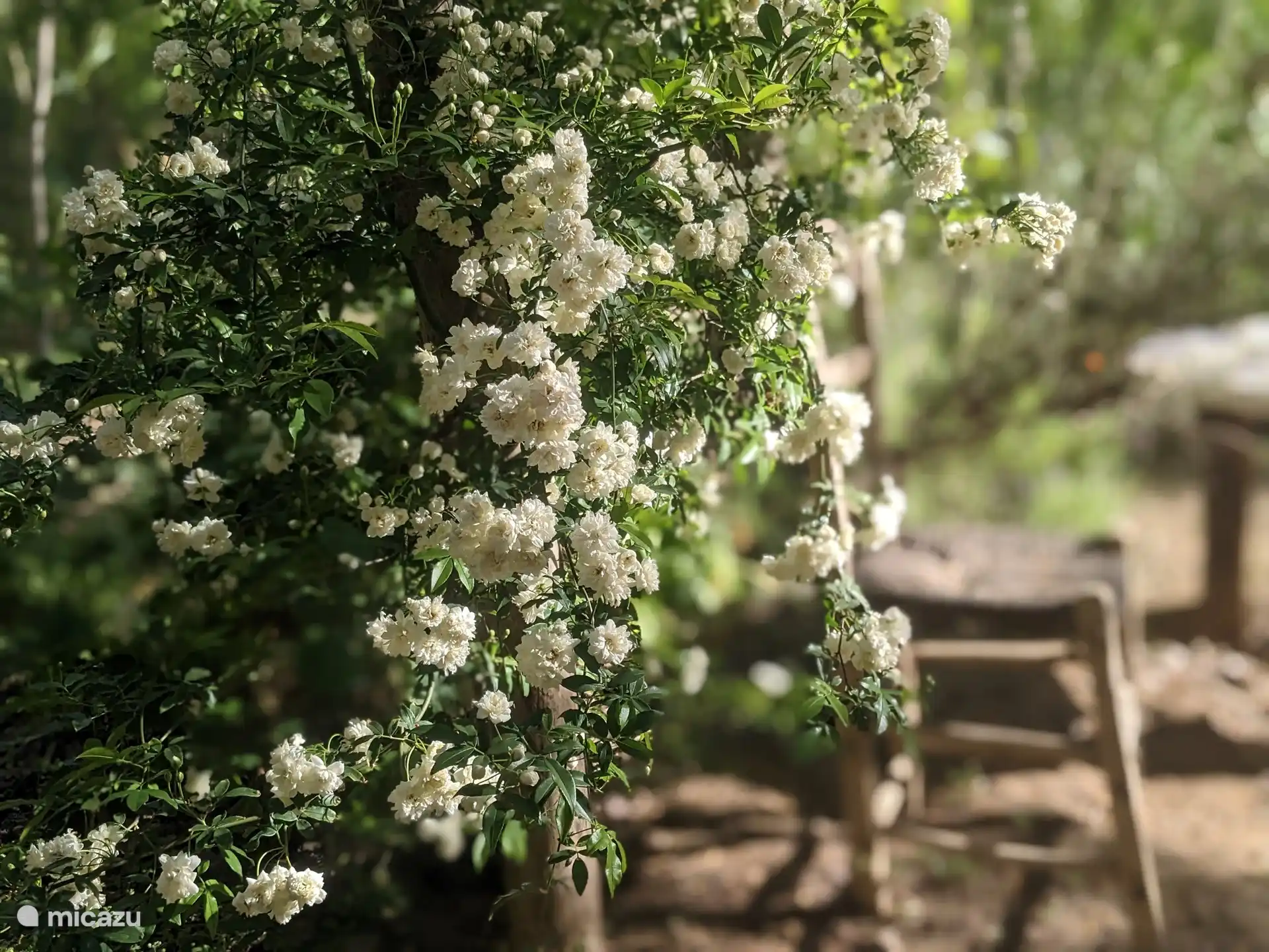 From November it starts to bloom again on La Molina... and the peaks are April and May 