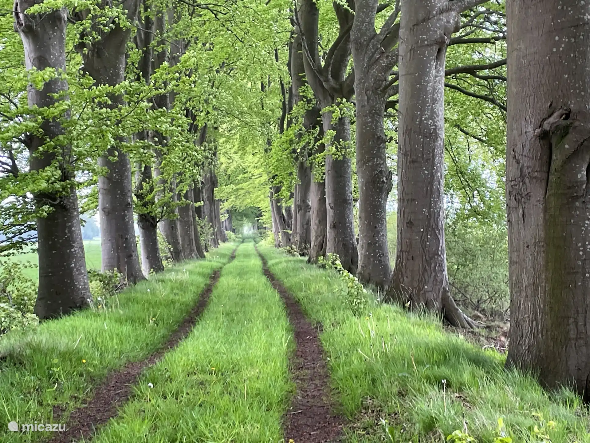 Un sentier de randonnée pédestre à proximité du chalet