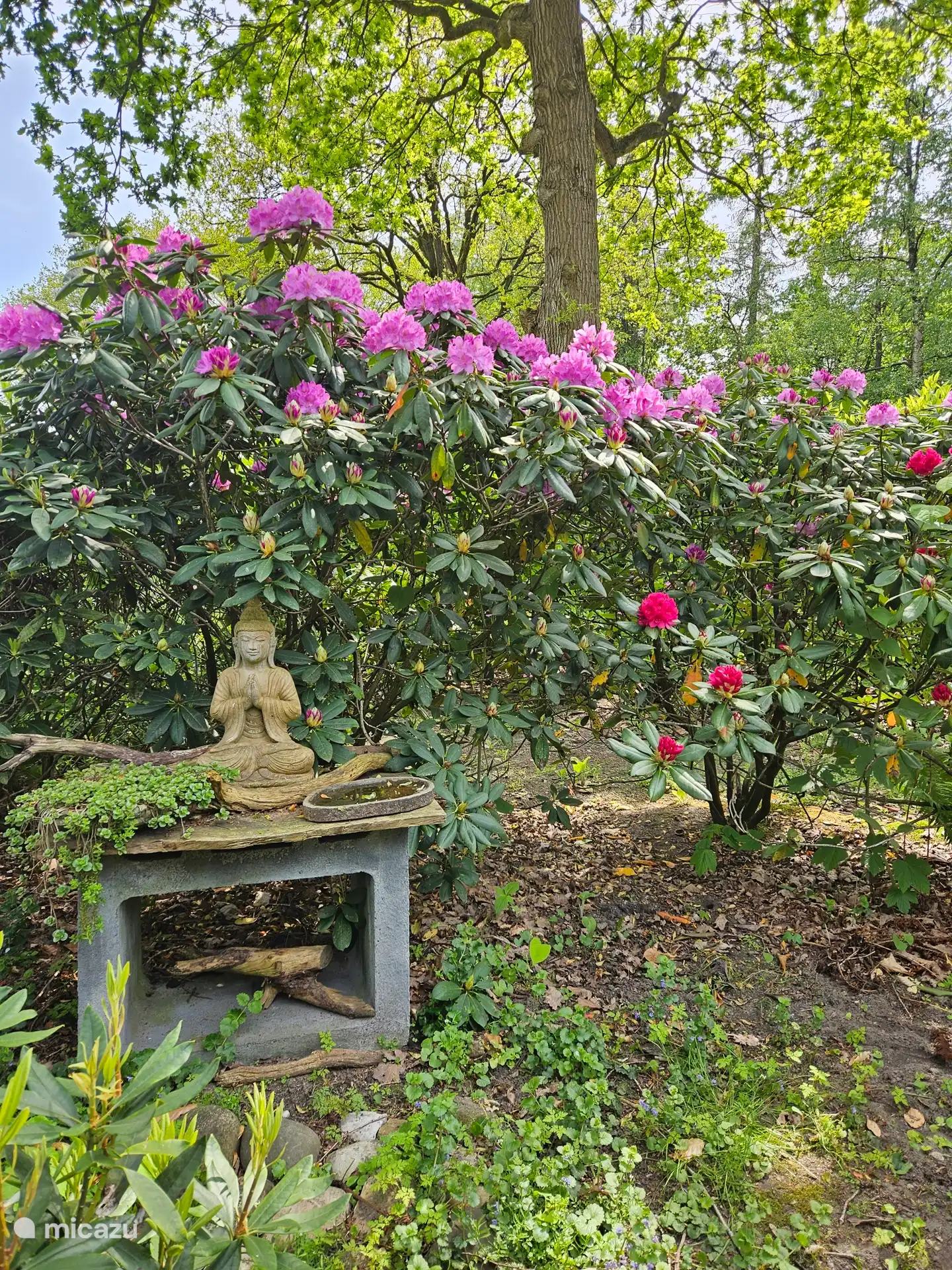 Een van de buddha hoekjes in bloei