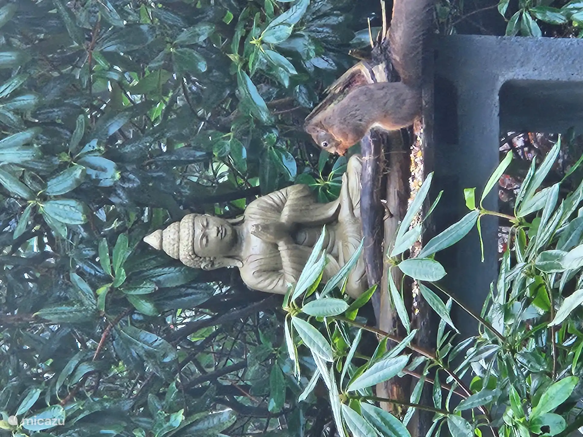 Deze eekhoorn is onze huiseekhoorn Eddy. In de tuin meerdere rustobjecten