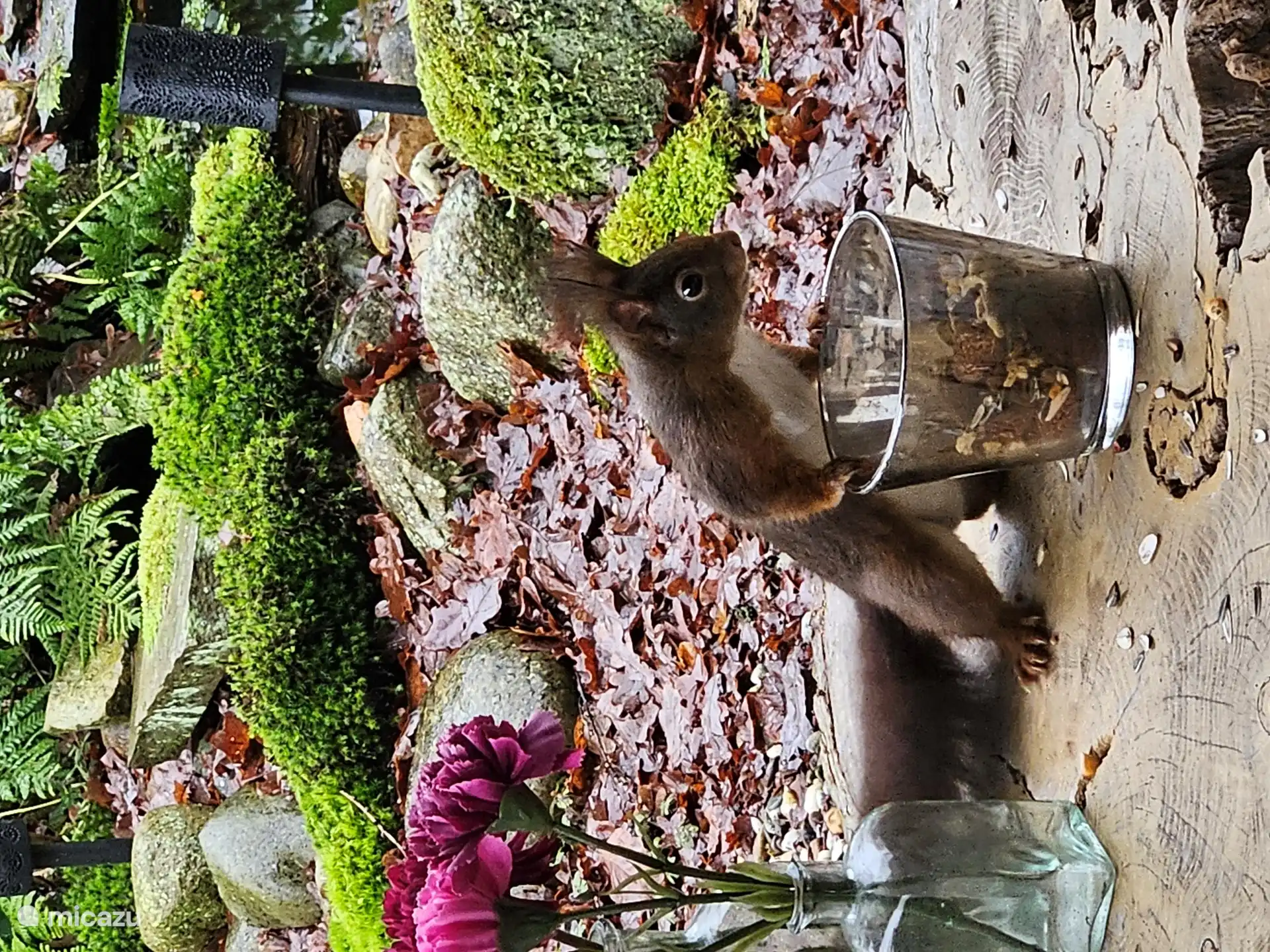 Eddy onze huiseekhoorn...