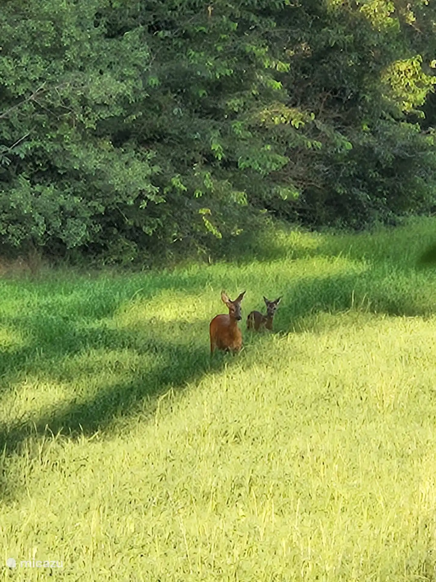 Reeën in het weiland voor de deur.
