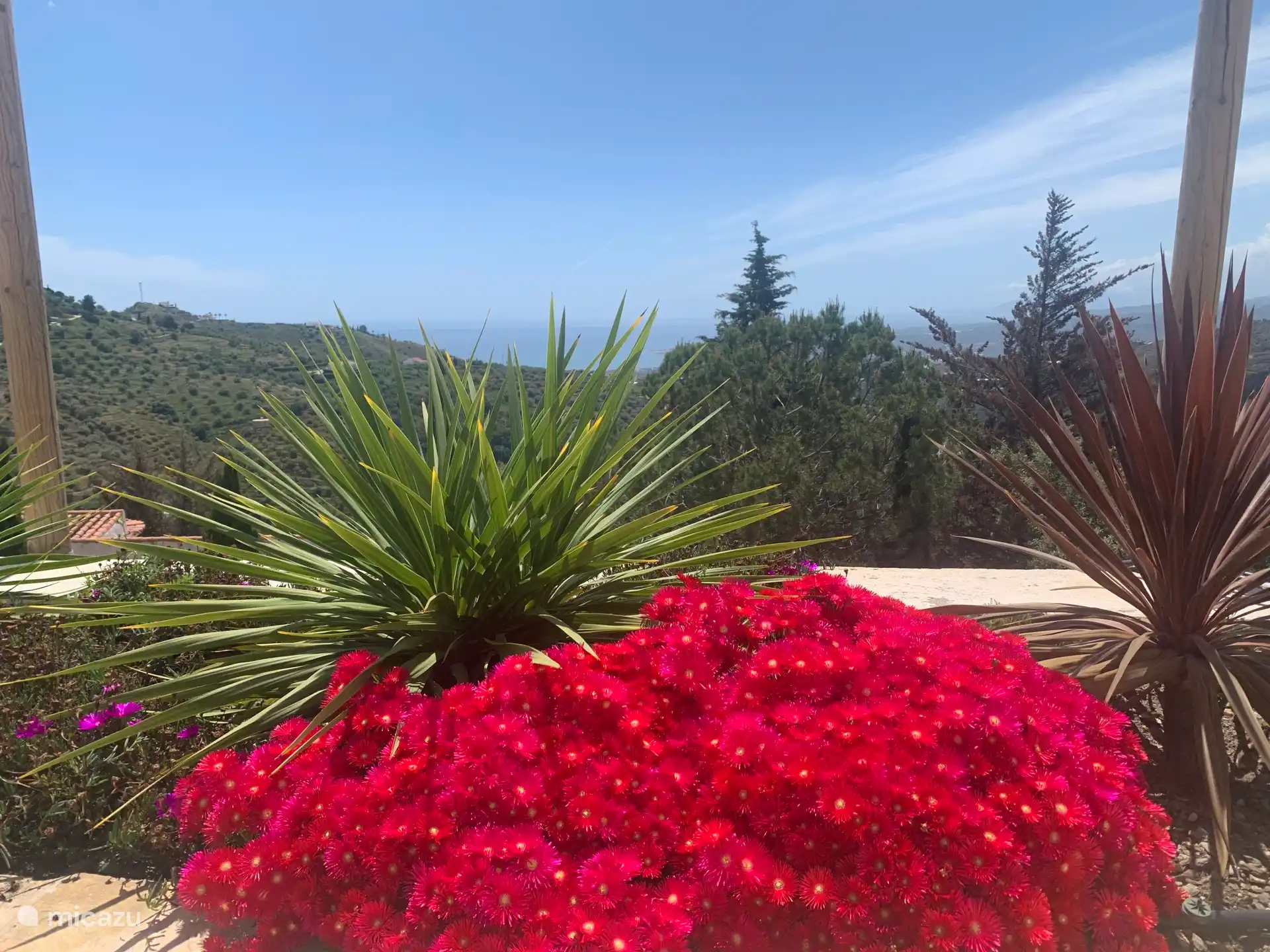 Des couleurs vives dans le jardin
