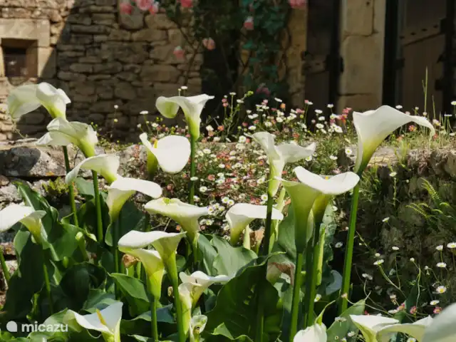 Le Paradis de Saint Geniès huren in Frankrijk, Dordogne, Montignac - villa De tuin