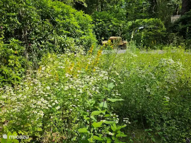 Wandelen, Nederland, Gelderland, Ermelo, chalet Boshuisje Hans & Klaartje Seizoenen: de lente en zomer bostuin