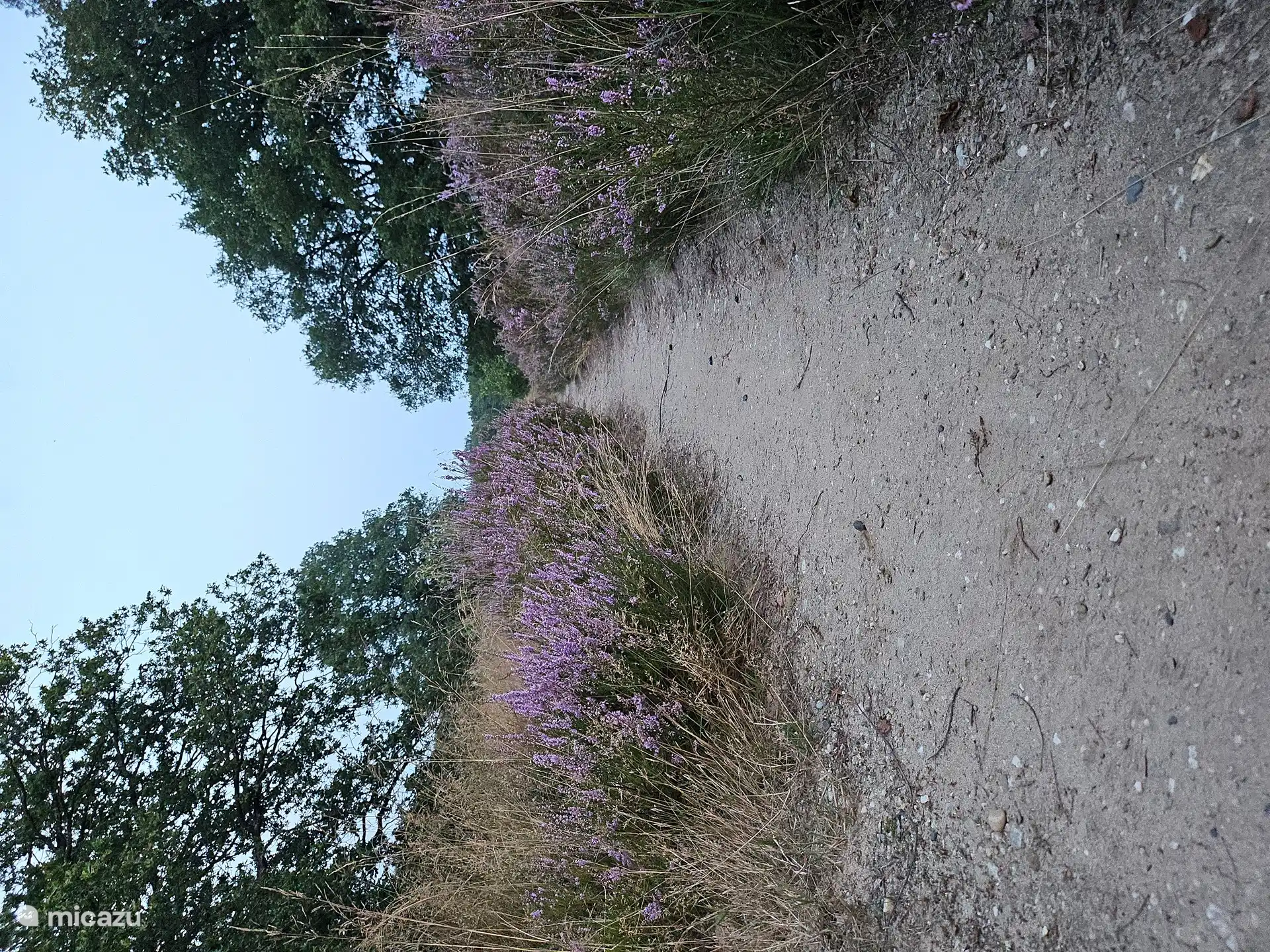 Blühende Heidekraut im Hinterhof 