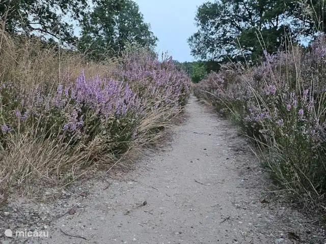 Wandelen, Nederland, Gelderland, Ermelo, chalet Boshuisje Hans & Klaartje Heide in bloei in de 'achtertuin'