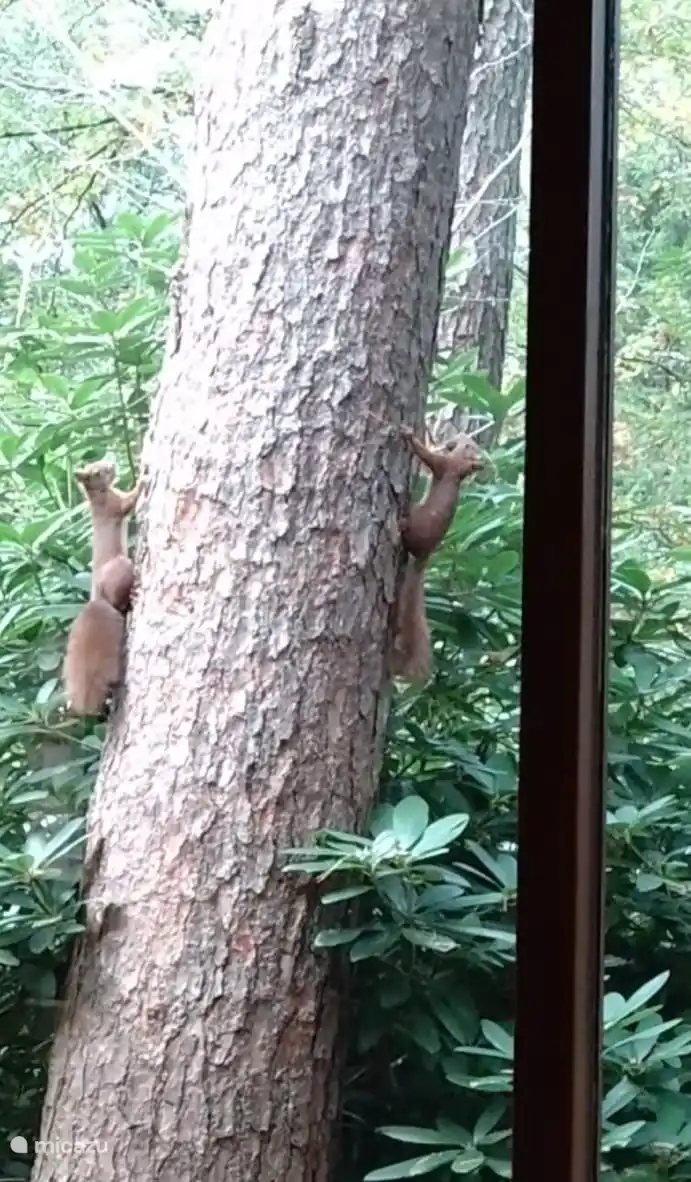 Tanzende Eichhörnchen im Garten