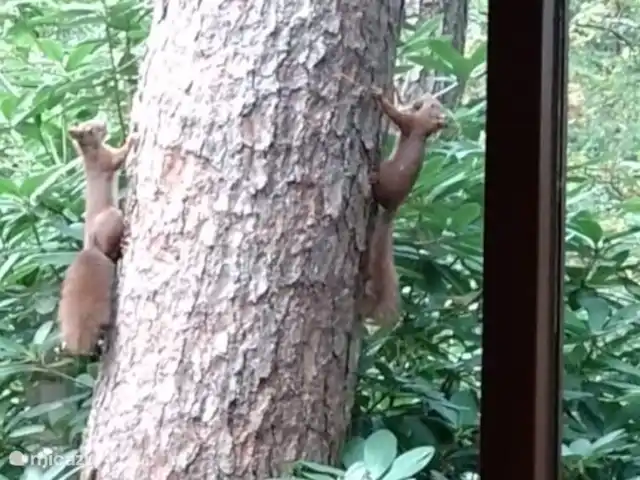 Wandelen, Nederland, Gelderland, Ermelo, chalet Boshuisje Hans & Klaartje Dansende eekhoorntjes in de tuin