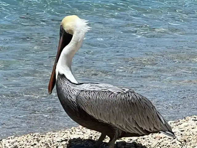 Apartamento de lujo en Blue Bay en Curazao, Curazao Centro, Blue Bay - apartamento Pelícanos