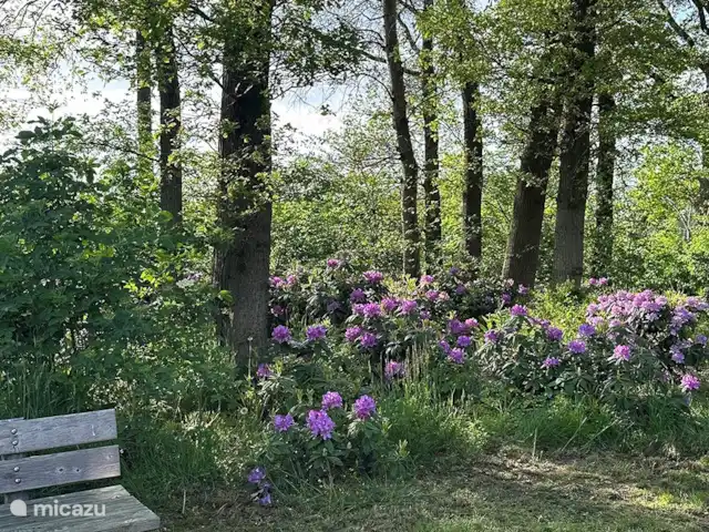 Cabane nature | Pays-Bas, Overijssel, Lettele - maison de vacances