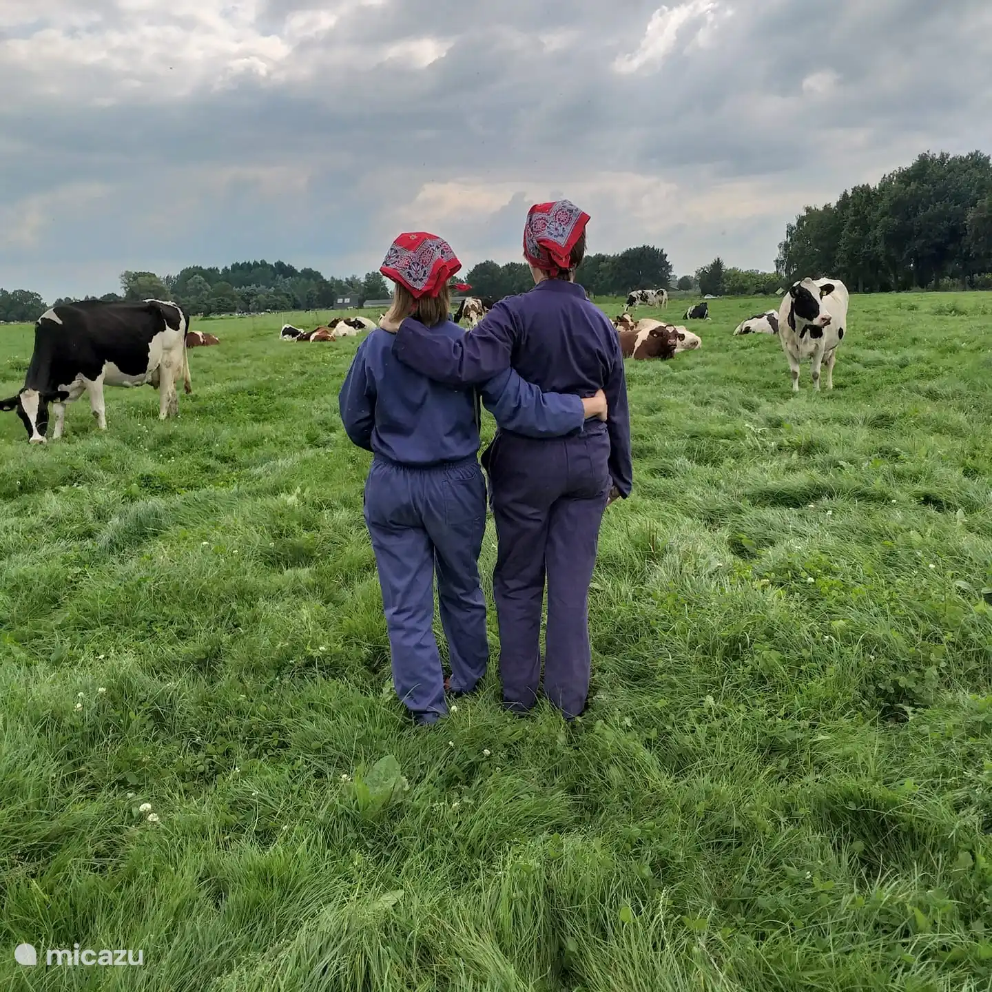 Possibility to cuddle a cow