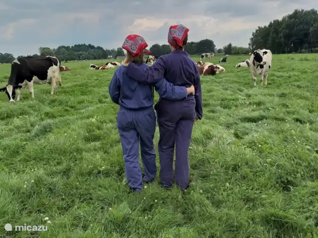 Buffel huren in Nederland, Gelderland, Hengelo - tiny house Mogelijkheid om te koeknuffelen