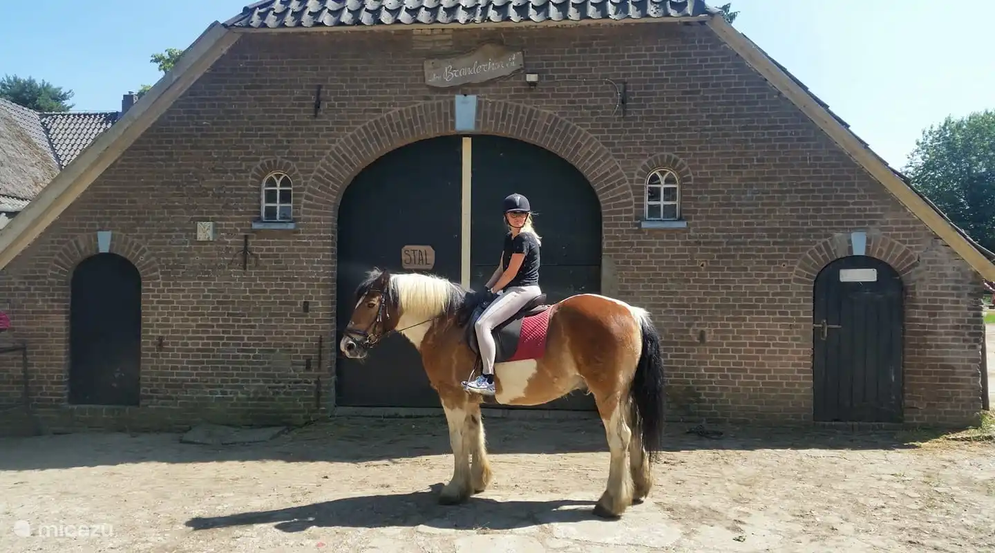 One of our horses Buffalo