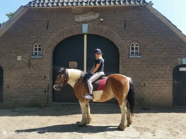 Buffel huren in Nederland, Gelderland, Hengelo - tiny house Een van onze paarden Buffel