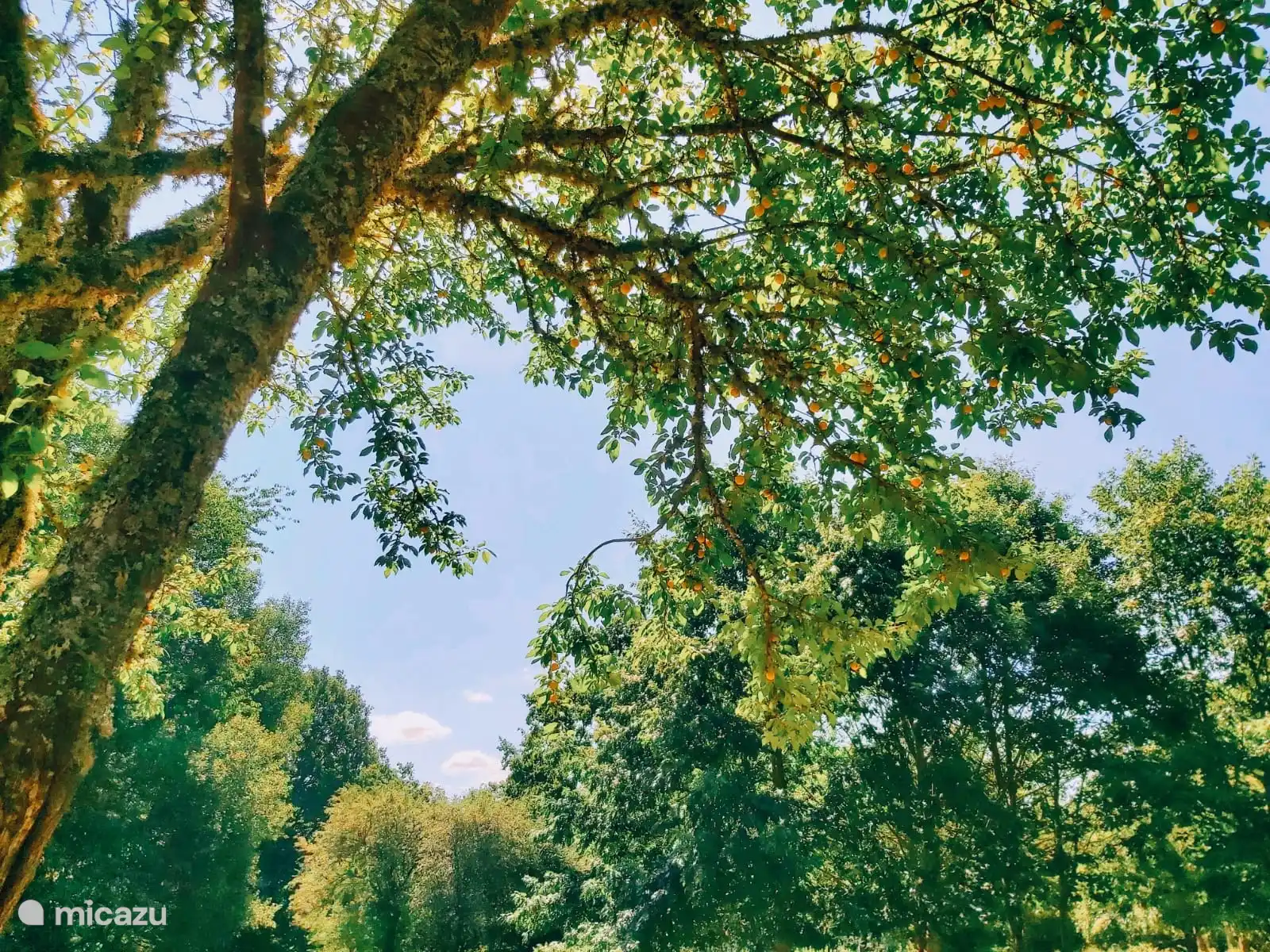 Fruit tree in the private garden of the holiday home