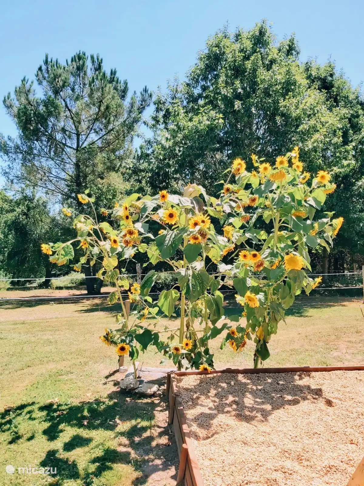 We try to plant many sunflowers in the garden every year!