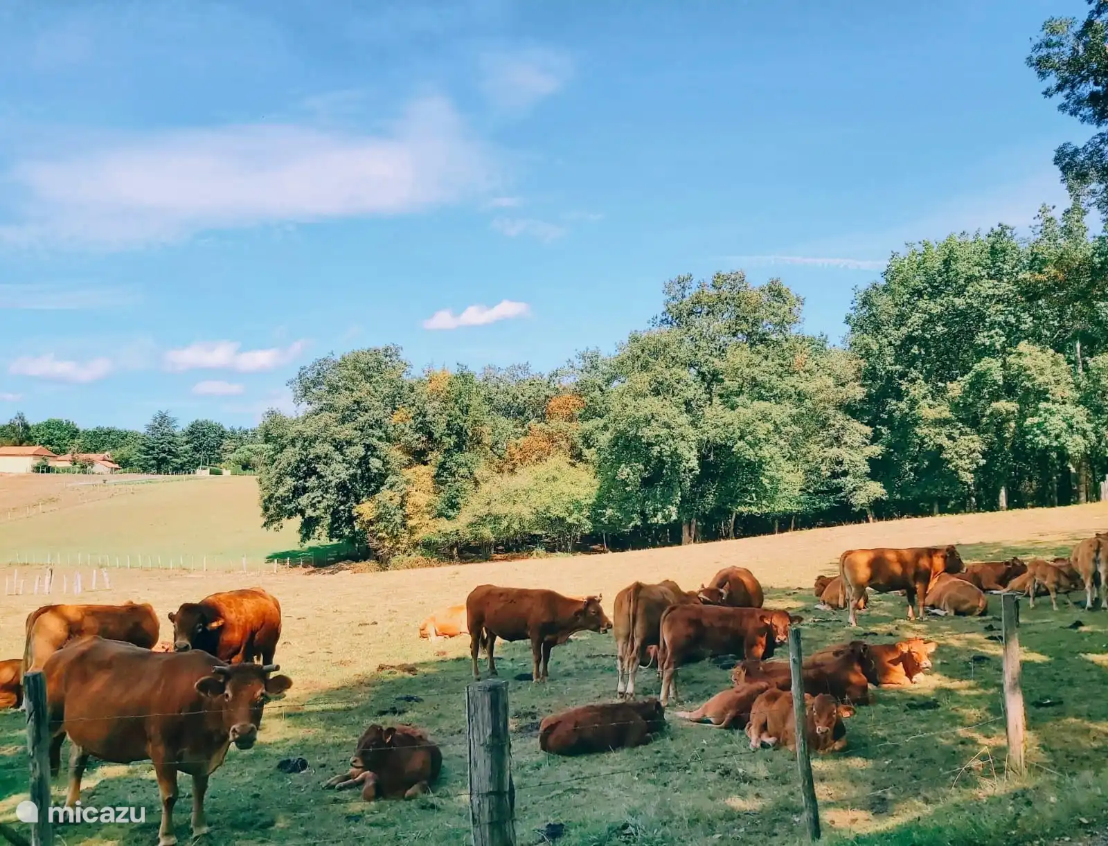 Even these cows make for an ideal photo!
