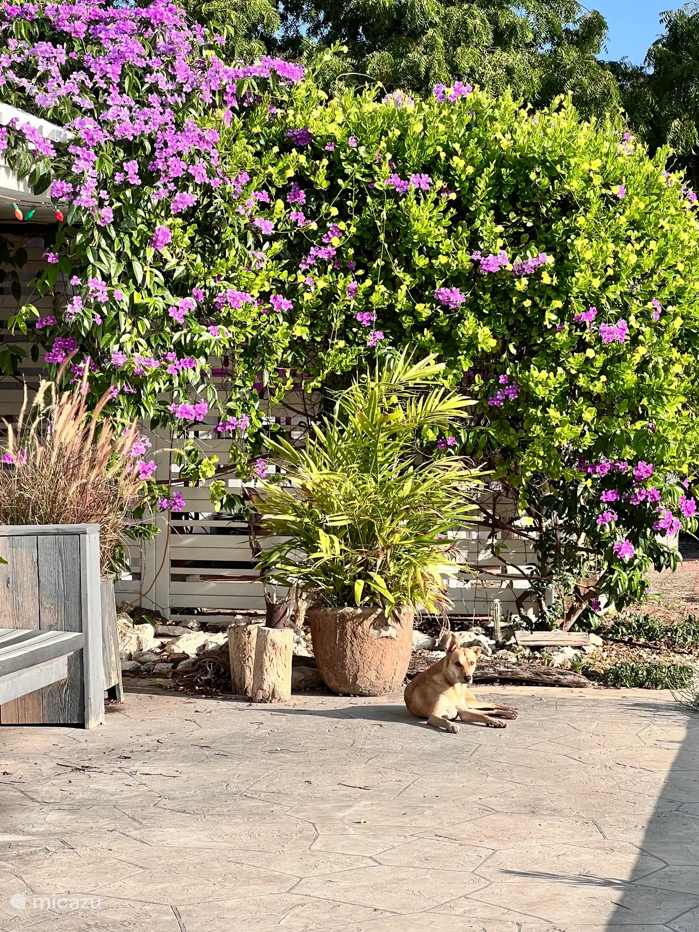 El perro Nacho viene a saludar de vez en cuando