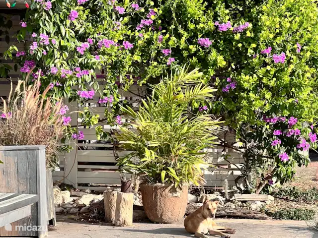 Brise tropicale Curaçao Trinitaria | Curaçao, Banda Ariba (est), Santa Catharina - appartement Nacho le chien vient le saluer de temps en temps