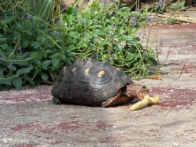 Brise tropicale Curaçao Trinitaria | Curaçao, Banda Ariba (est), Santa Catharina - appartement Bob la tortue